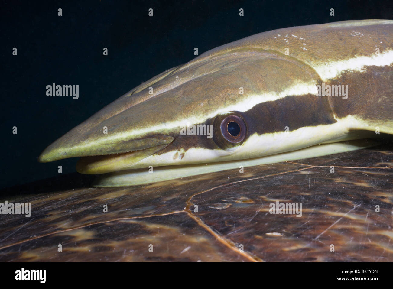 Tortue Echeneis naucrates Sharksucker sur Marsa Alam Egypte Mer Rouge Banque D'Images