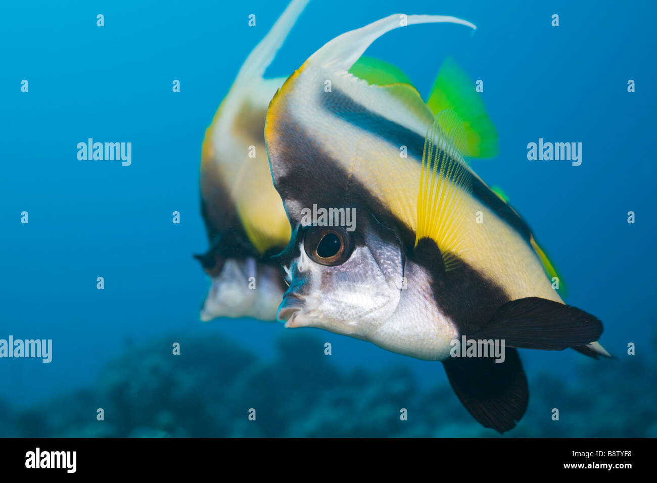 Red Sea Bannerfish Heniochus intermedius Safaga Mer Rouge Egypte Banque D'Images
