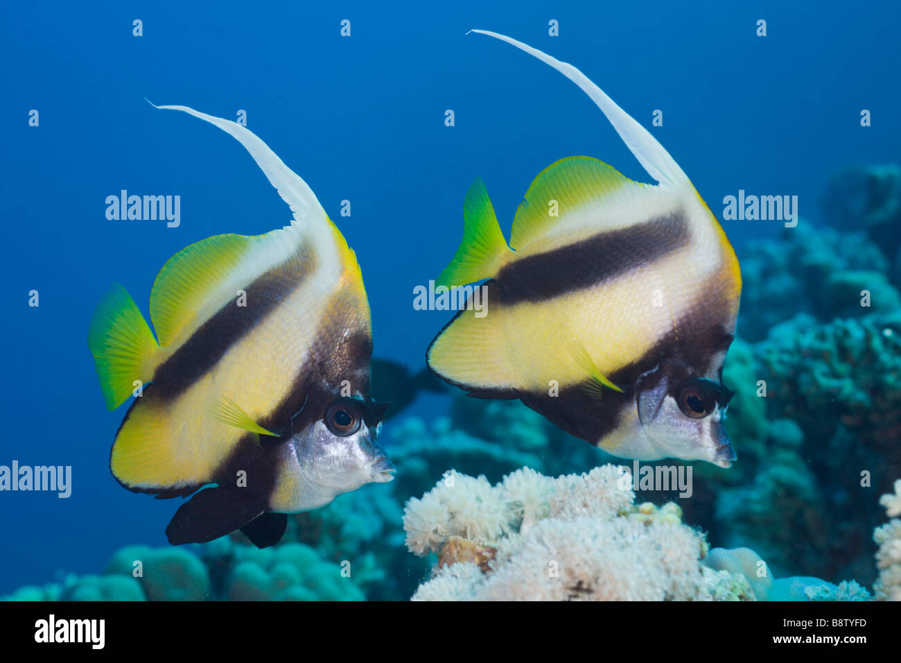 Paire de Red Sea Bannerfish Heniochus intermedius Elphinestone Reef Egypte Mer Rouge Banque D'Images