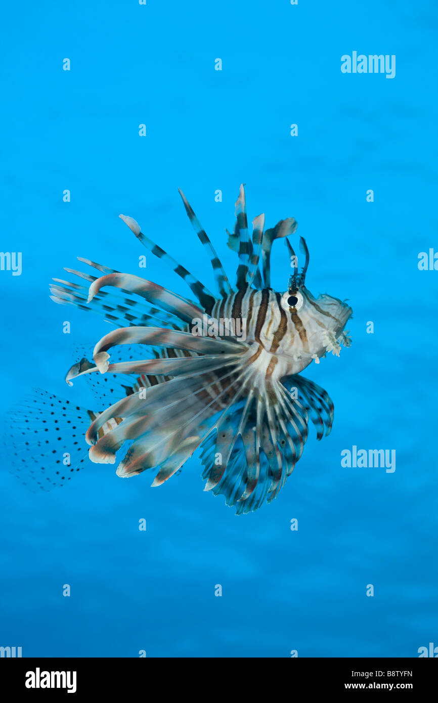 Rascasse volante Pterois volitans Daedalus Reef Egypte Mer Rouge Banque D'Images