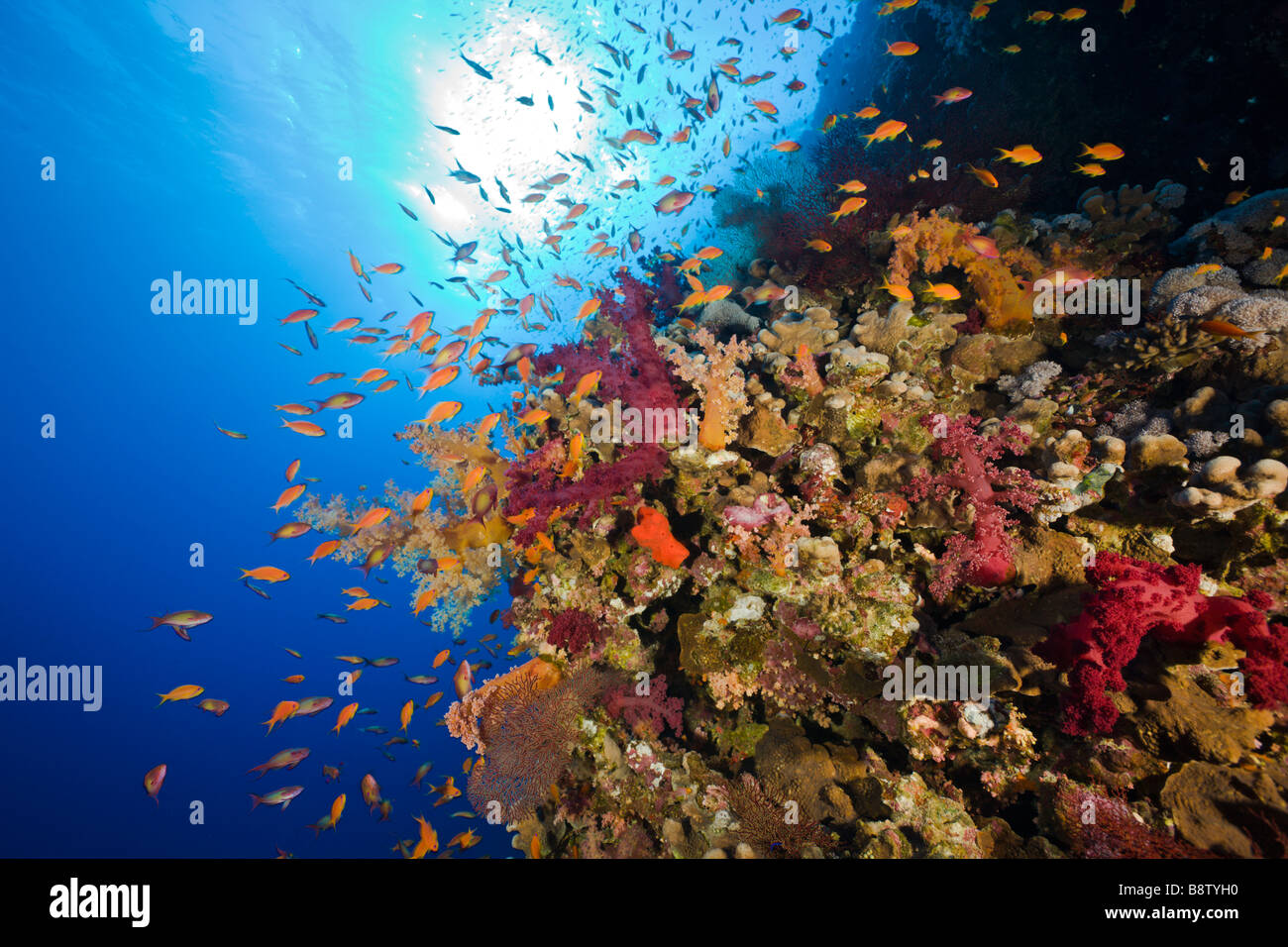 Les récifs coralliens et d'Anthias Pseudanthias squamipinnis Elphinestone Reef Egypte Mer Rouge Banque D'Images