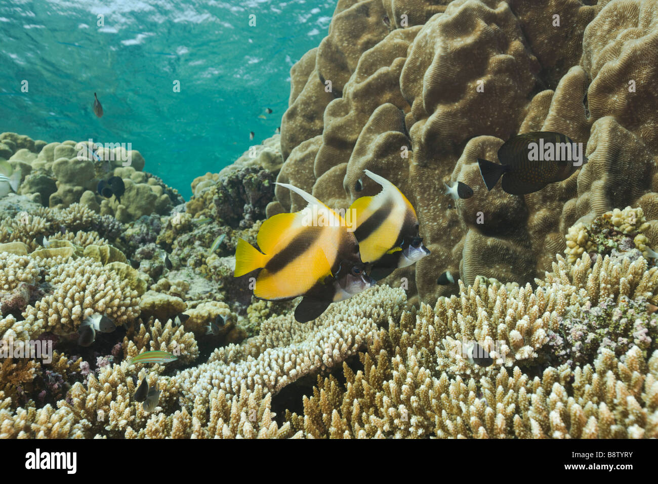 Paire de Red Sea Bannerfish Heniochus intermedius Daedalus Reef Egypte Mer Rouge Banque D'Images