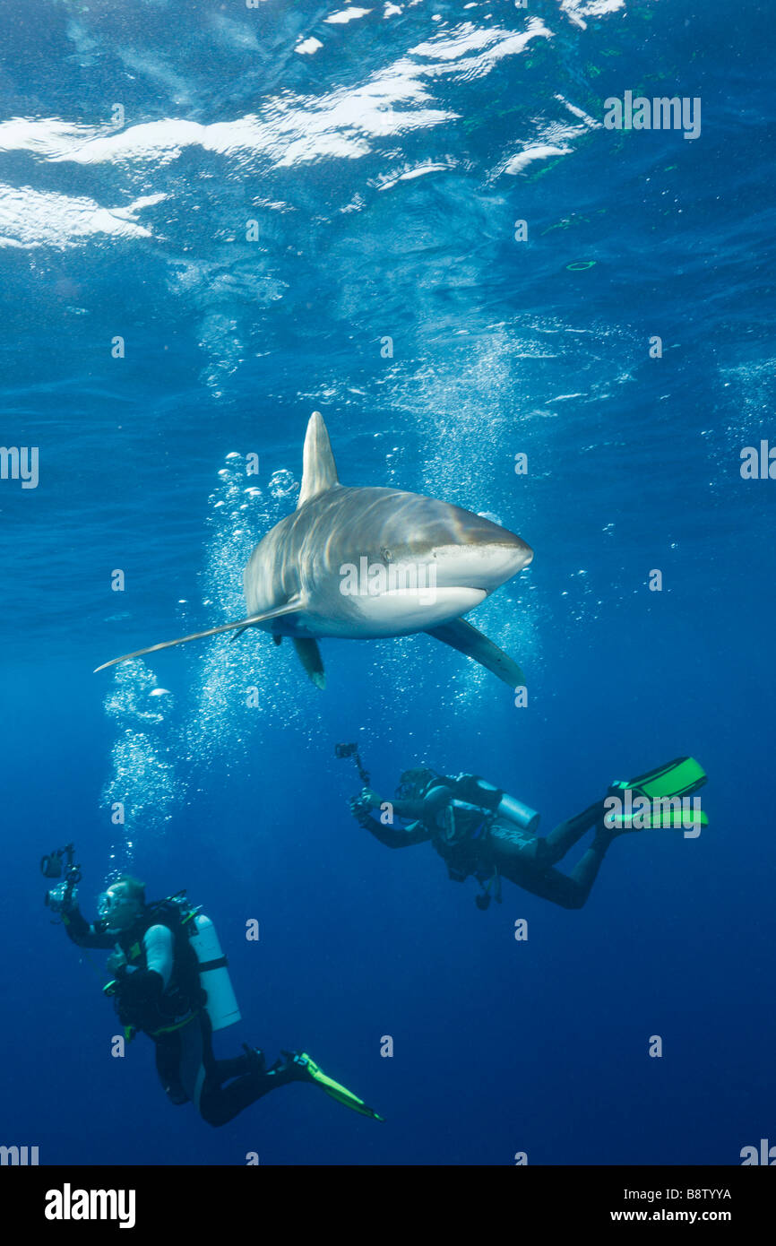 Requin océanique et scuba diver Carcharhinus longimanus Daedalus Reef