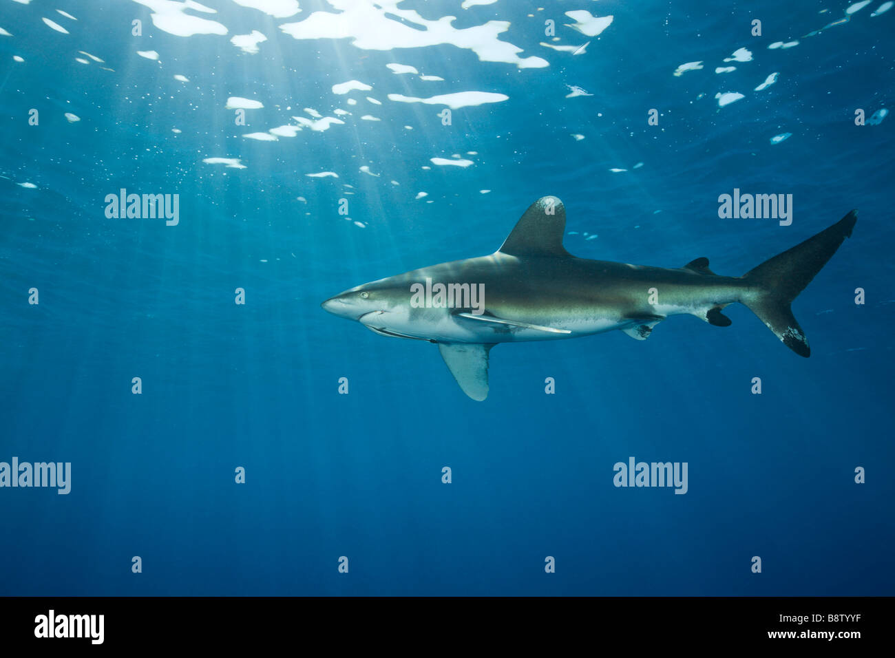 Requin océanique Carcharhinus longimanus Daedalus Reef Egypte Mer Rouge Banque D'Images