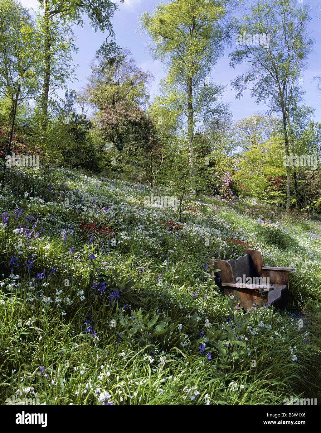 Une assise en bois situé au milieu d'une masse de fleurs de printemps sauvages y compris les jacinthes et l'ail sauvage dans le jardin Coleton Fishacre Banque D'Images