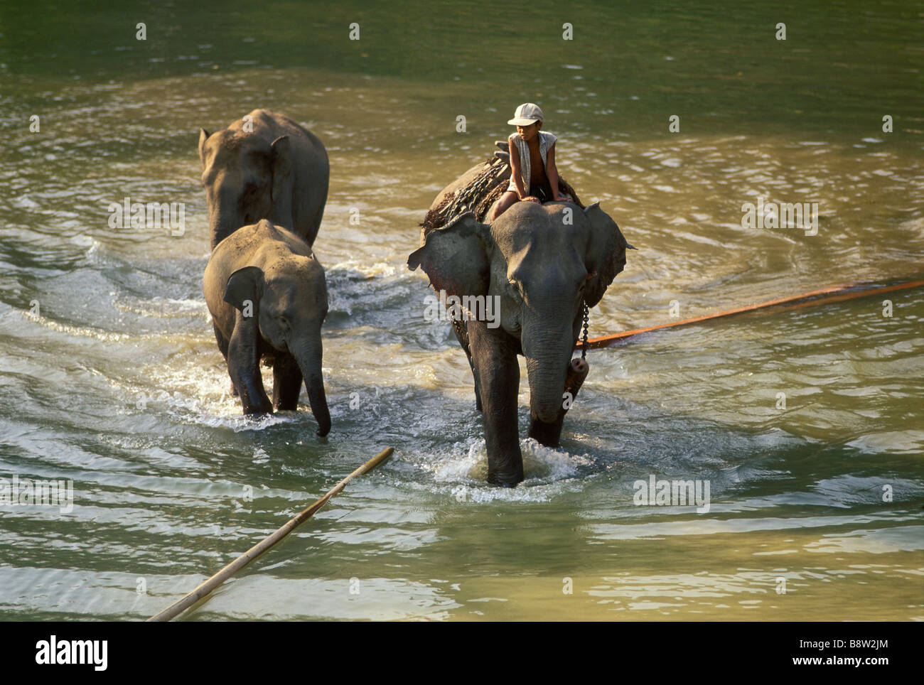 Mahout birman avec les éléphants de la rivière en Kyetsharson loggong en teck dans le camp de la Birmanie de Pegu Yoma Banque D'Images