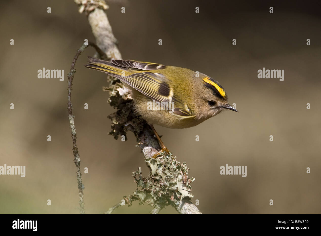 Goldcrest, Regulus regulus Banque D'Images