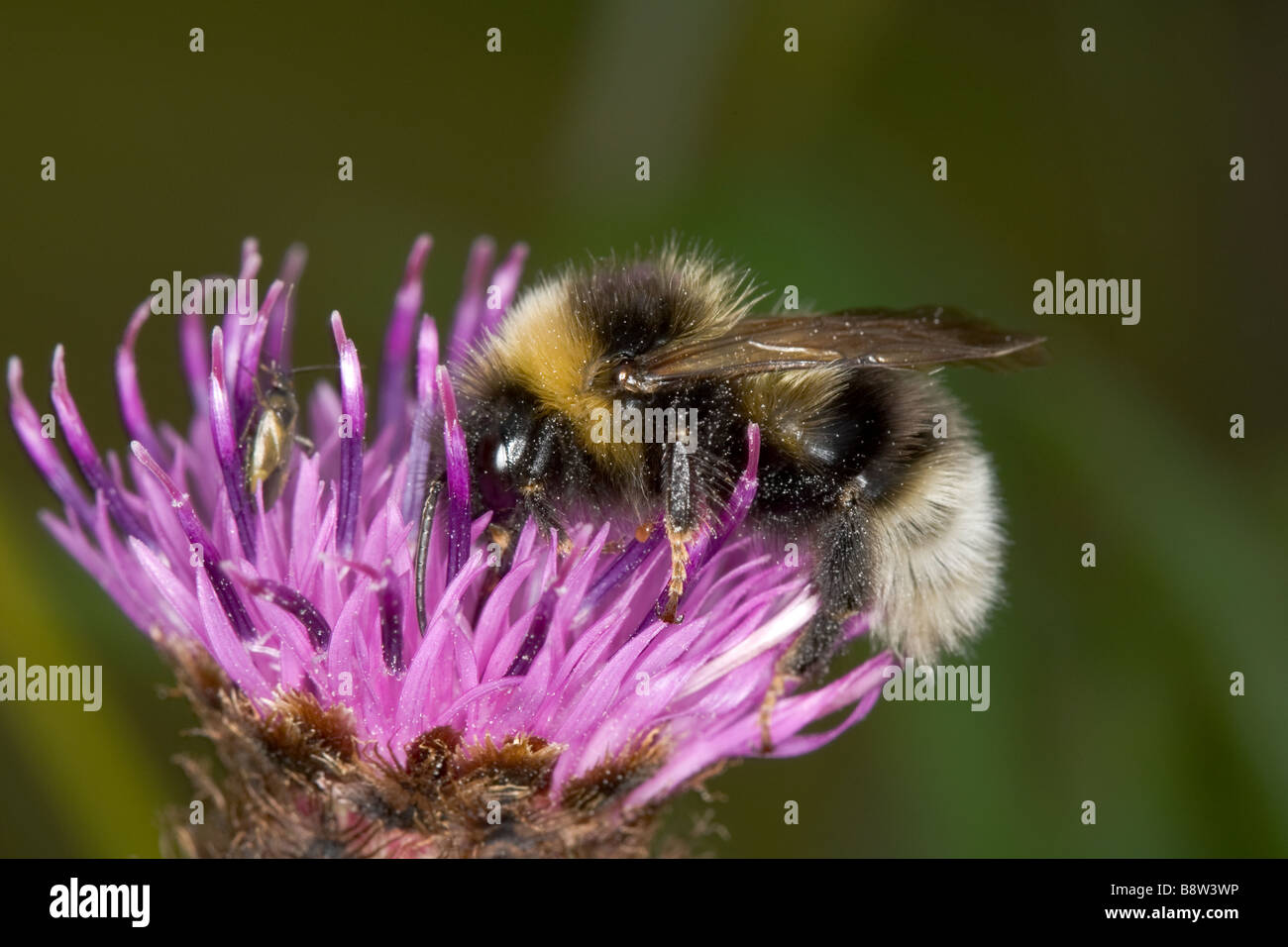 Gypsy Cuckoo bee, Bombus bohemicus Banque D'Images