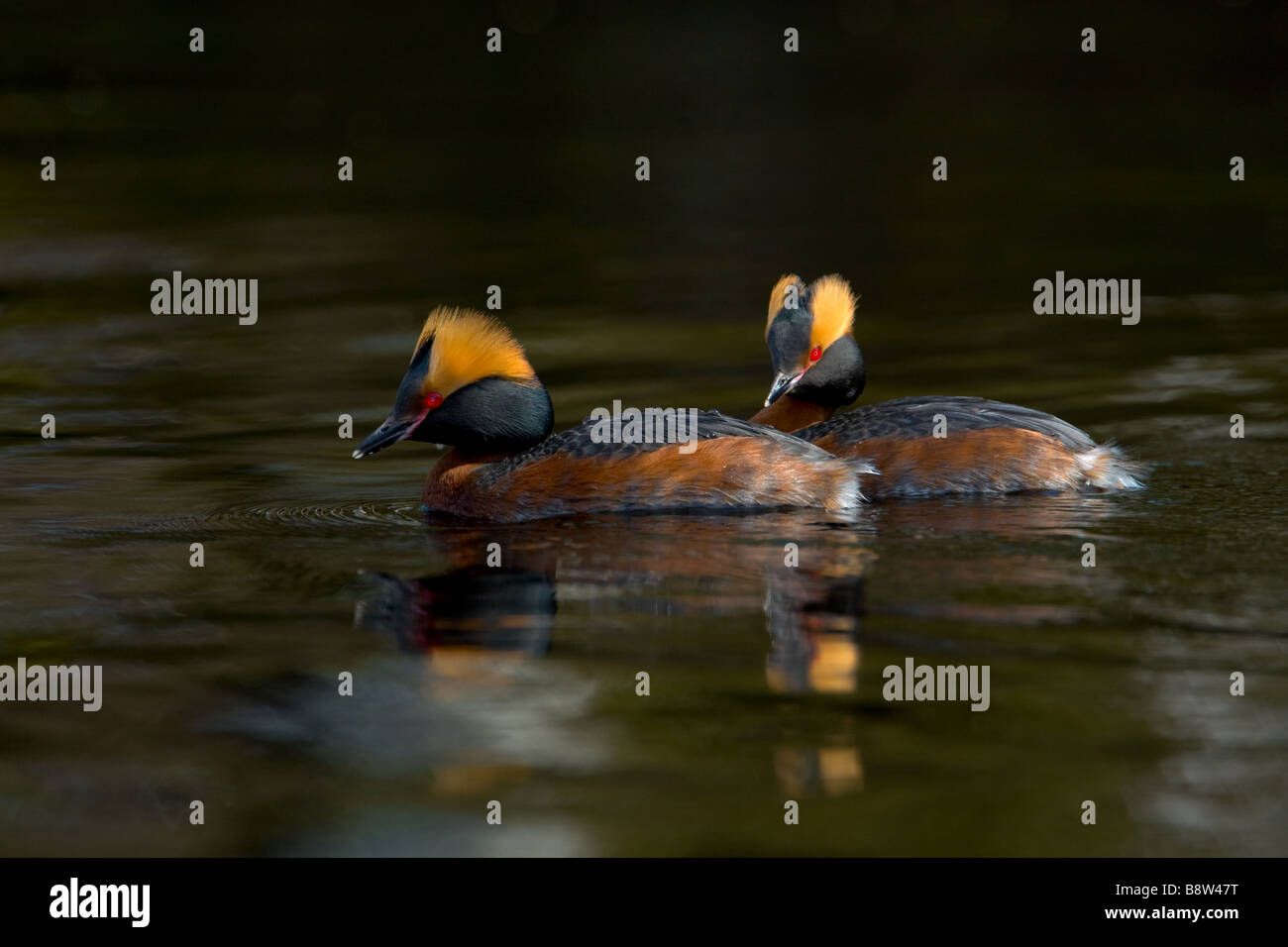 Une paire de palettes bigarré Podiceps auritus, plumage en été Banque D'Images