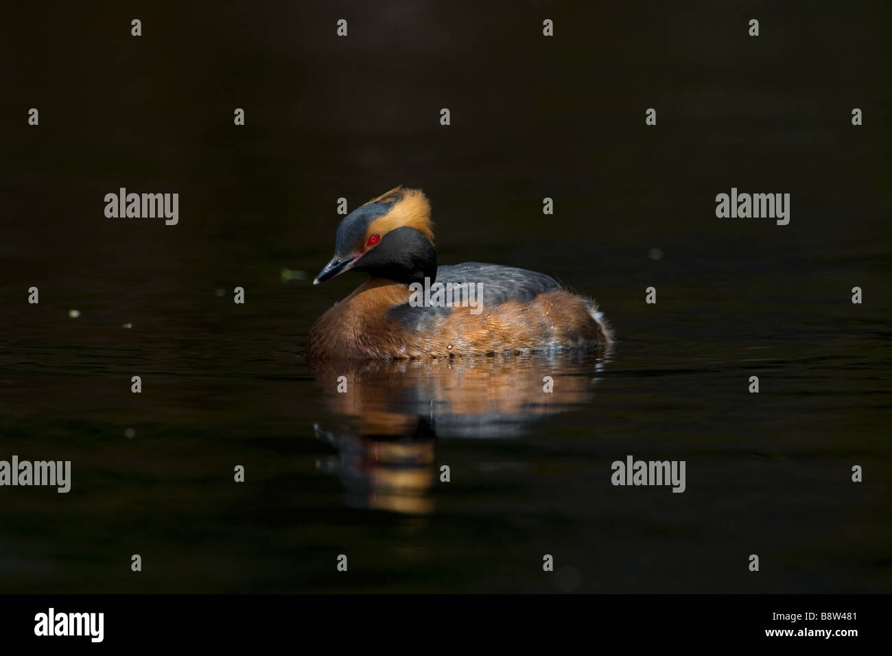 Quantite Grebe Podiceps auritus, plumage en été Banque D'Images