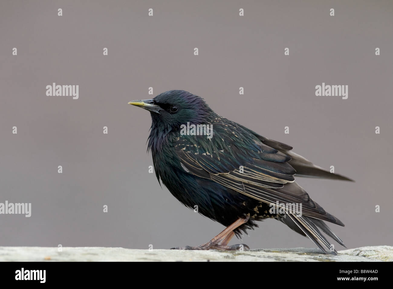 Étourneau sansonnet Sturnus vulgaris, en plumage d'été Banque D'Images