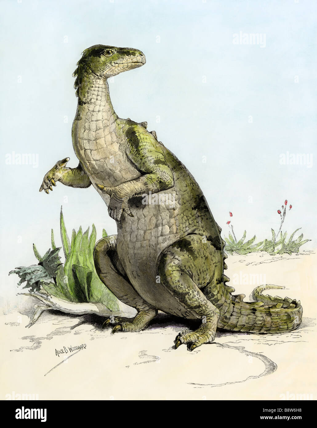 Iguanodon, un grand dinosaure herbivore du Crétacé précoce, la restauration par Woodward 1890. La main, d'une illustration de demi-teinte Banque D'Images