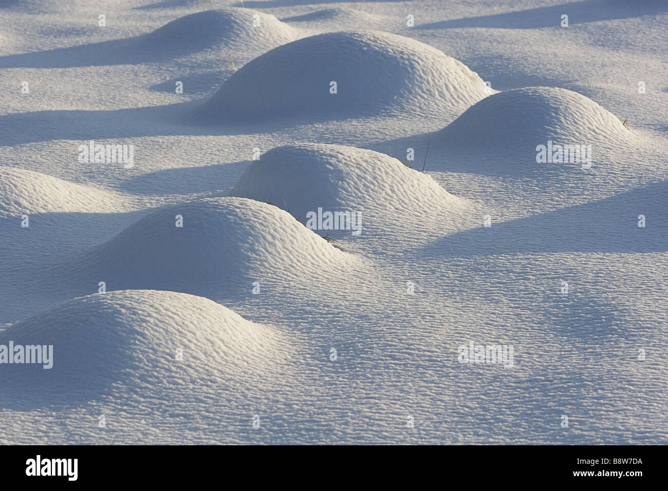 Les fourmilières dans la neige Banque D'Images