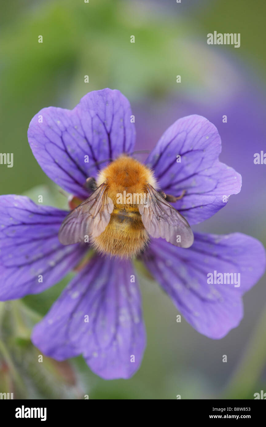 Carde commun Bee (Bombus pascuorum, Bombus agrorum), se nourrissant de fleur de géranium sanguin. Banque D'Images