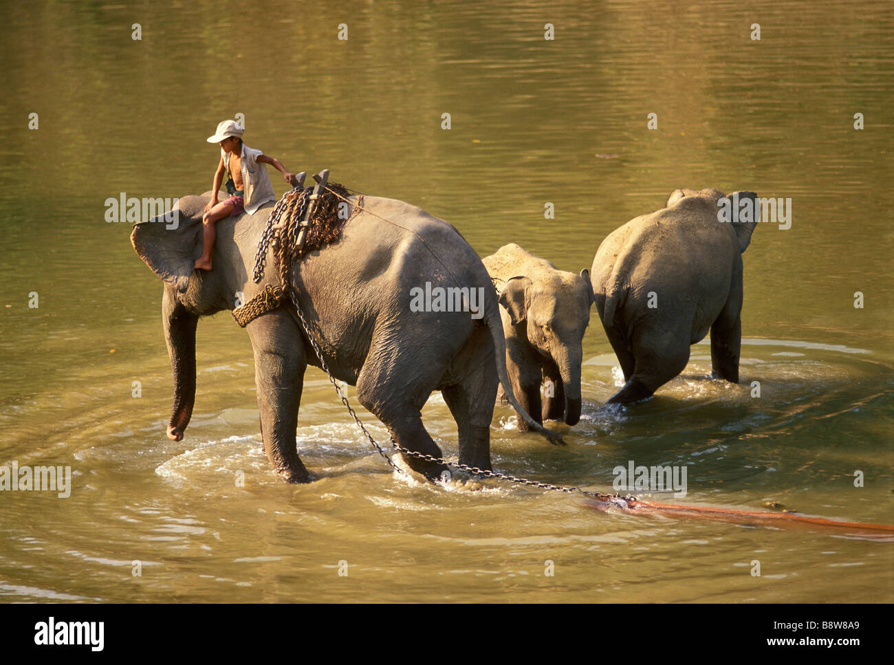 Mahout birman avec éléphants en Kyetsharson river camp de bûcherons en teck dans la Birmanie de Pegu Yoma Banque D'Images