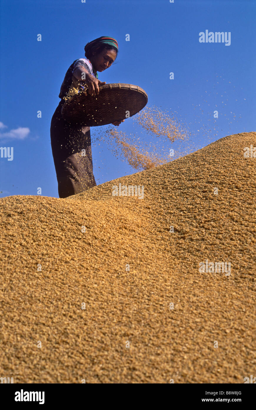 Femme vanner le riz à un moulin à riz près de Loi de l'État de Kayah Kaw Birmanie Banque D'Images