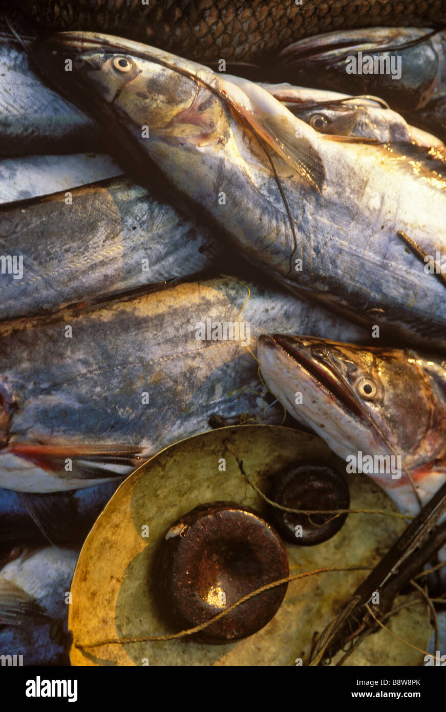 Marché de poisson de Bhamo tôt le matin le nord de la Birmanie Banque D'Images