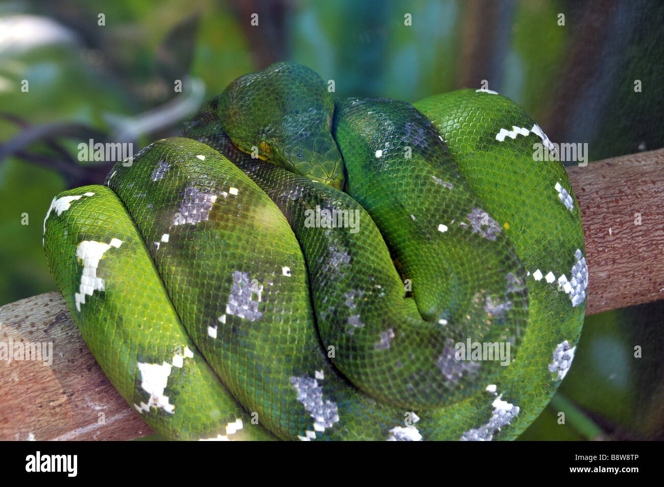 Green Tree python au repos. Banque D'Images