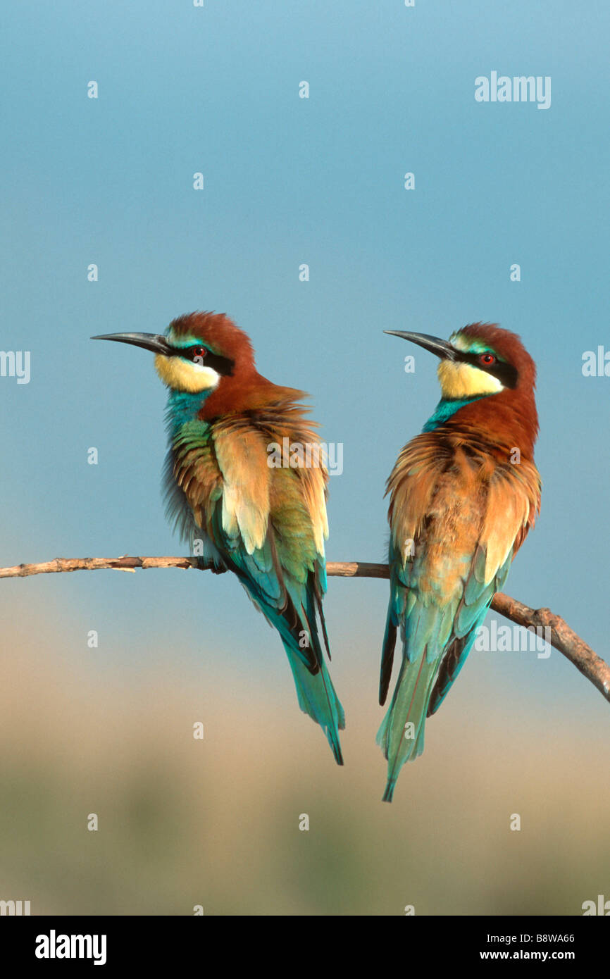 Guêpier d'Europe (Merops apiaster), perché sur la petite brindille paire Banque D'Images