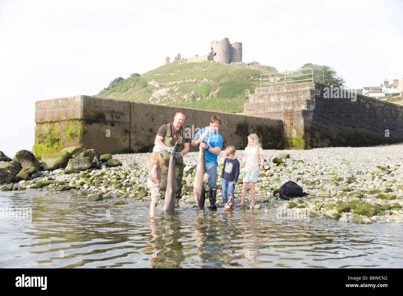 Les pêcheurs avec un Tope shark ou à l'école qu'il avait juste pris sur la plage à Garndolbenmaen,Péninsule Llyn North Wales Banque D'Images