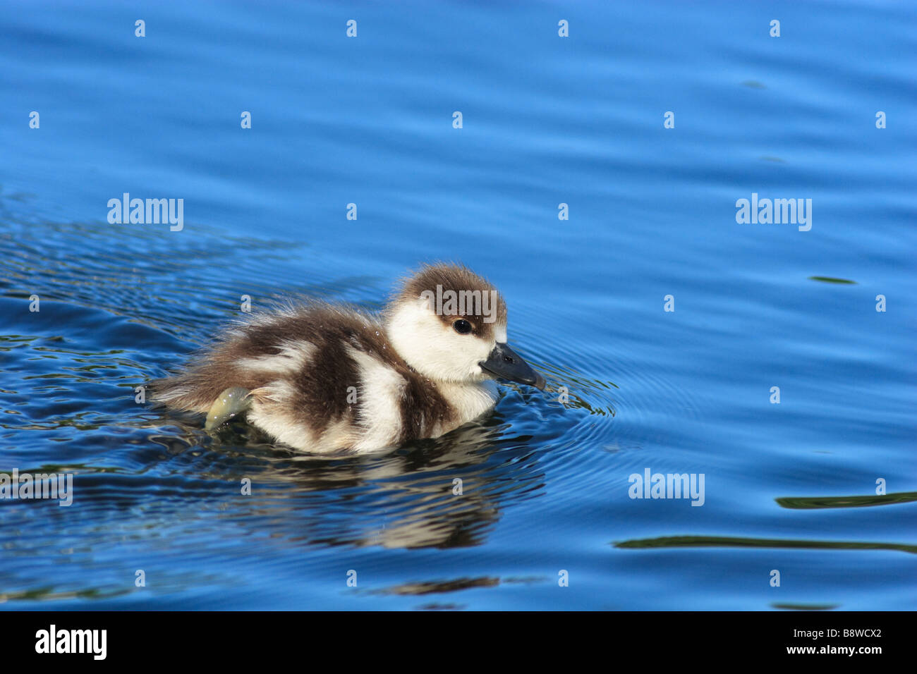 Le charmant petit caneton flotte dans l'eau bleu foncé Banque D'Images