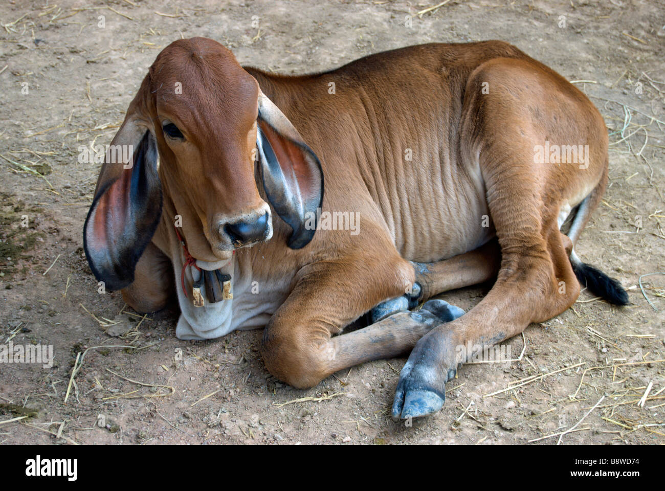 La vache portant sur le sol thaïlandais, à phetchabun, Thaïlande Banque D'Images