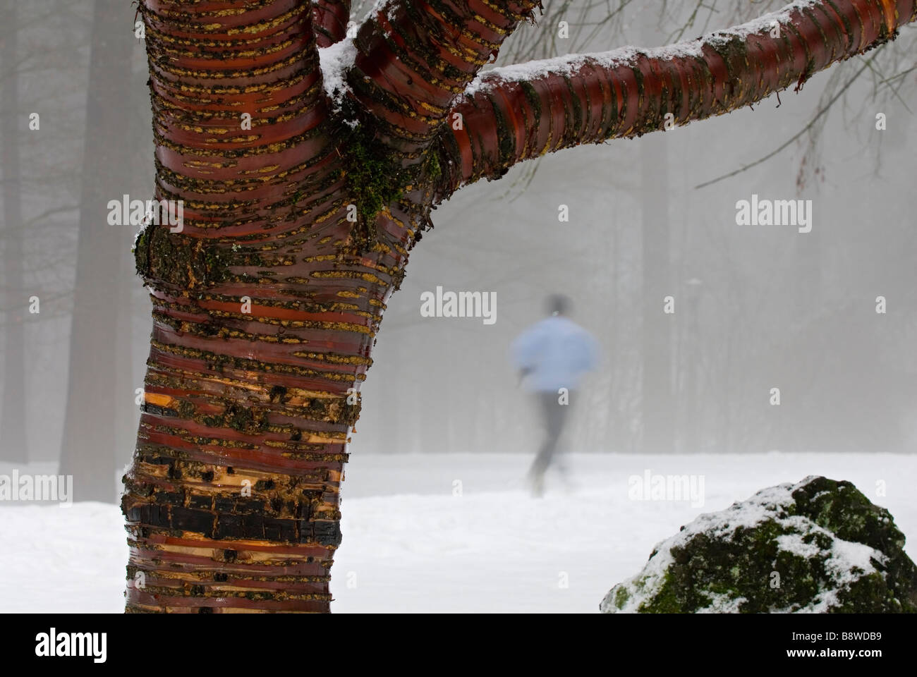 Jogger s'exécute en hiver neige, encadré par Japanese flowering Cherry - Prunus serrulata. Mt Tabor Park, Portland, Oregon Banque D'Images