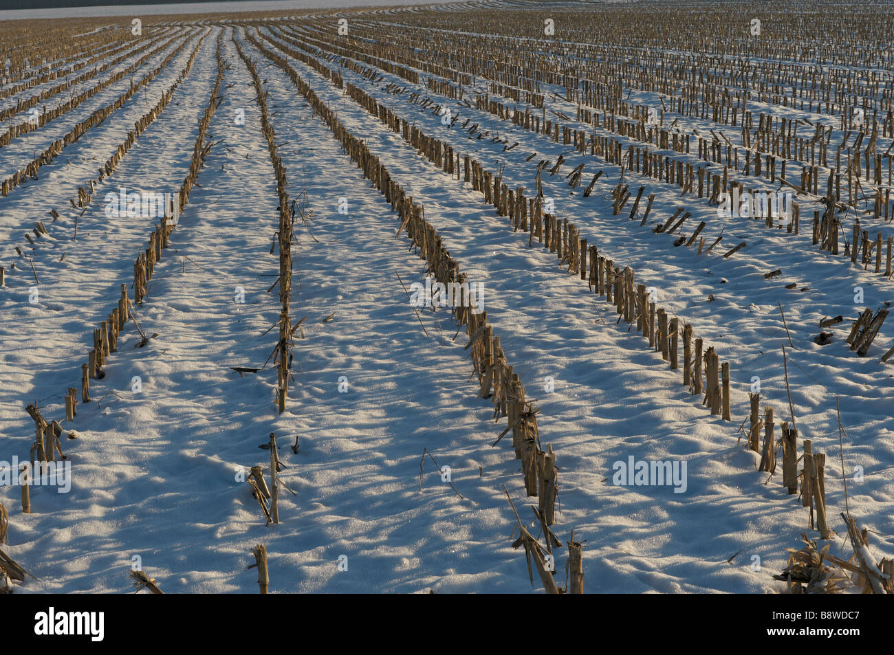 Lignes d'une coevered cornflield neige récoltés Banque D'Images