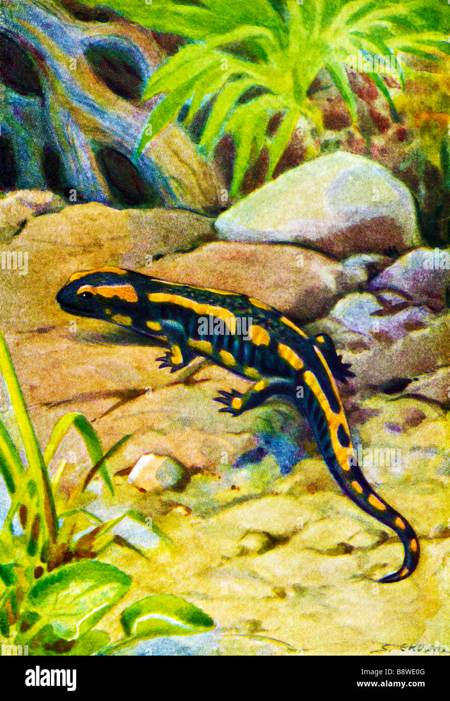 (Salamandra salamandra Salamandre de feu) Banque D'Images