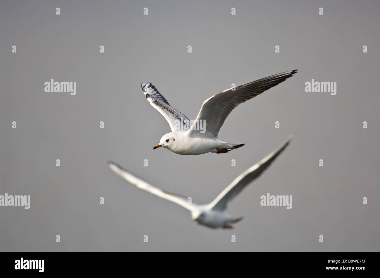 Des mouettes volant dans son plumage d'hiver Banque D'Images