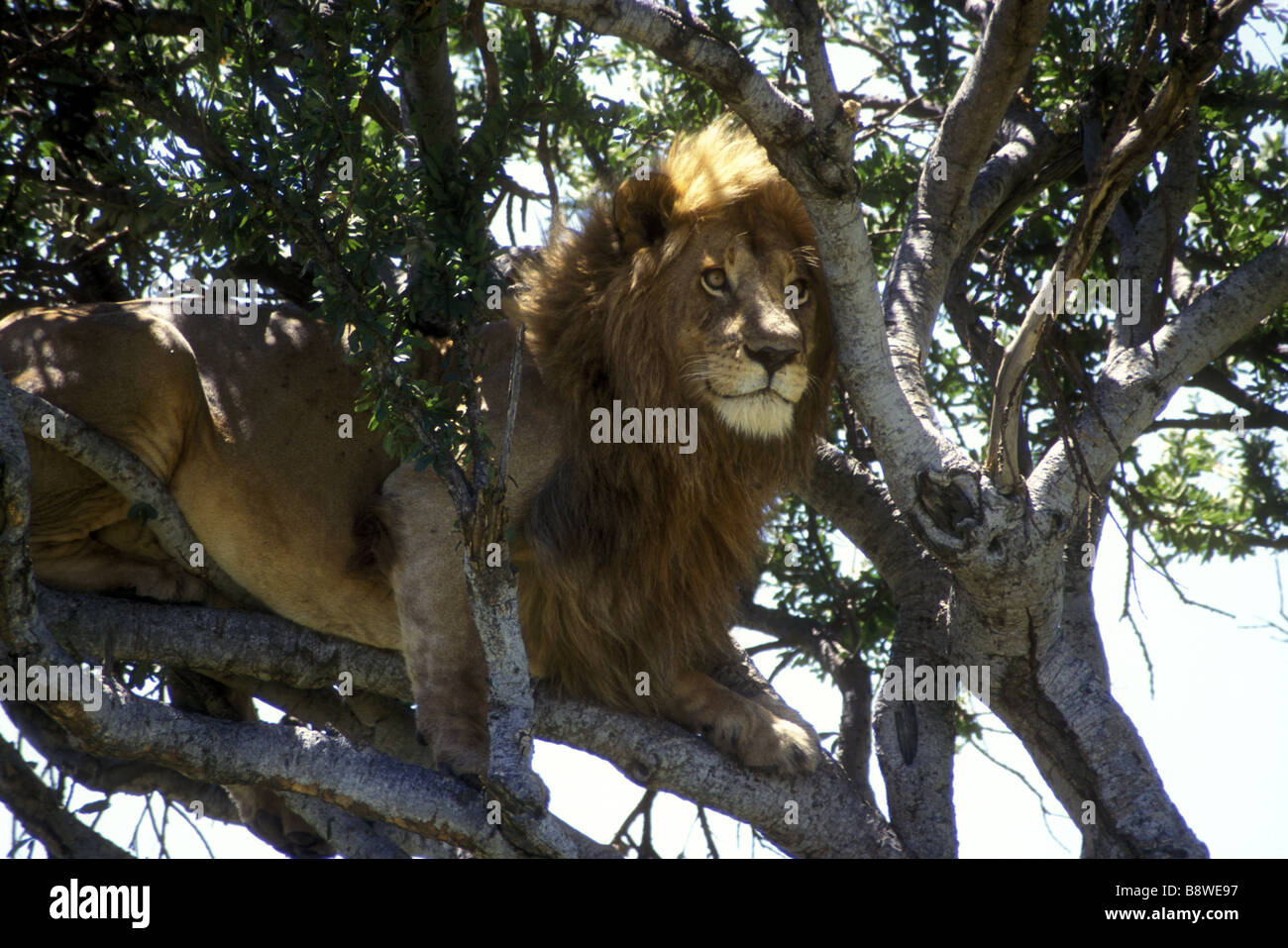 Lion mâle adulte d'alerte dans les branches et couvert d'un arbre balanites Réserve nationale de Masai Mara au Kenya Afrique de l'Est Banque D'Images