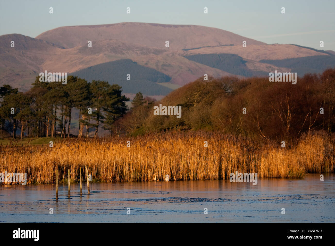 Ynyshir Bird Réserver Ceredigion West Wales UK Banque D'Images