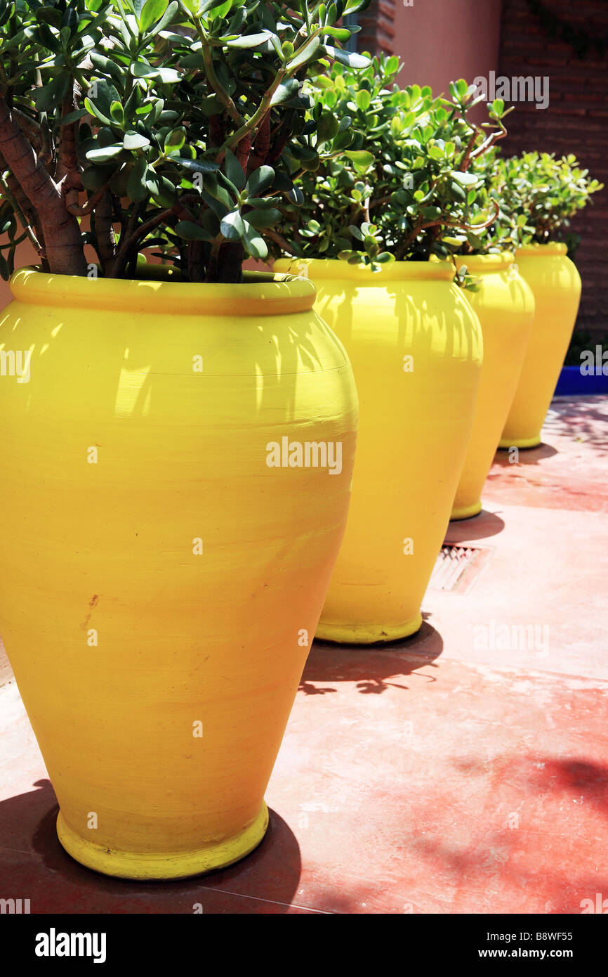 L'usine de jade jaune dans le semoir, le Jardin Majorelle, Marrakech, Maroc Banque D'Images L'usine de jade jaune dans le semoir, le Jardin Majorelle, Marrakech, Maroc Banque D'Images