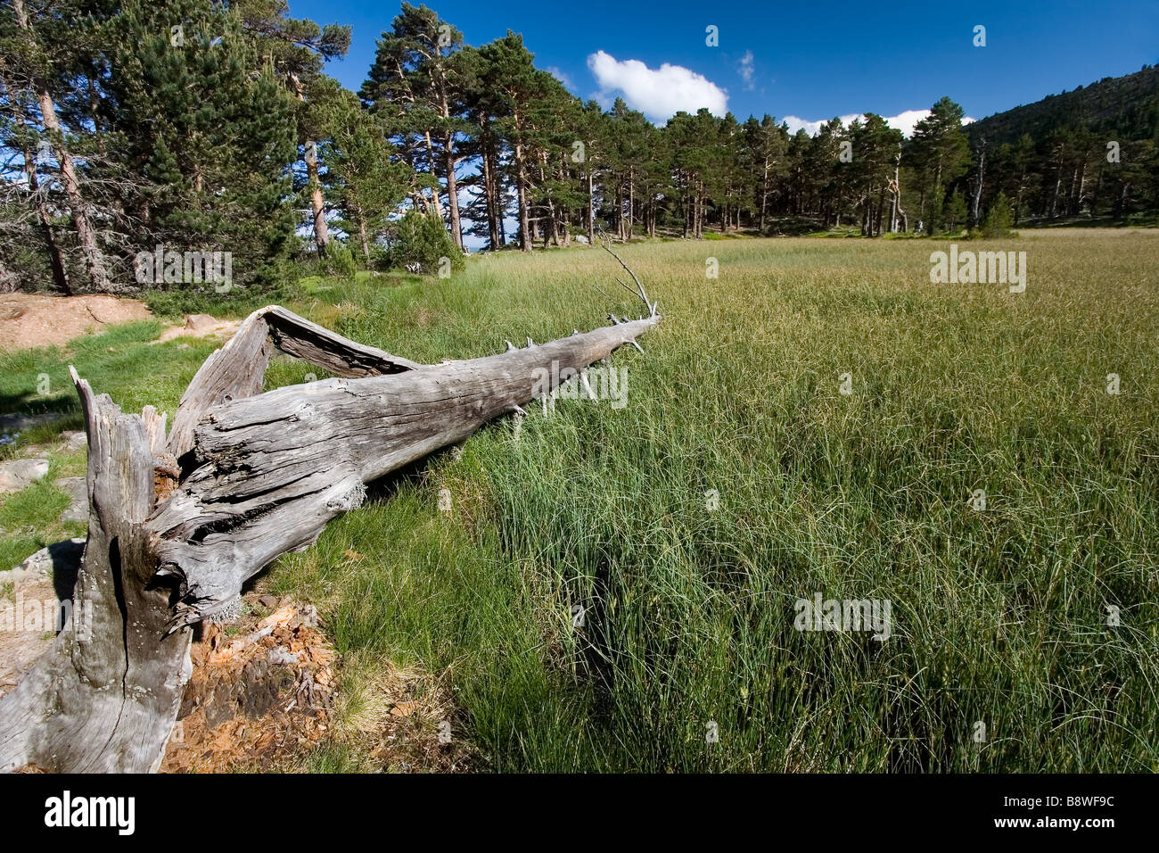 Lagune de l'Pardillas, la Sierra de la Demanda, Burgos, Espagne Banque D'Images