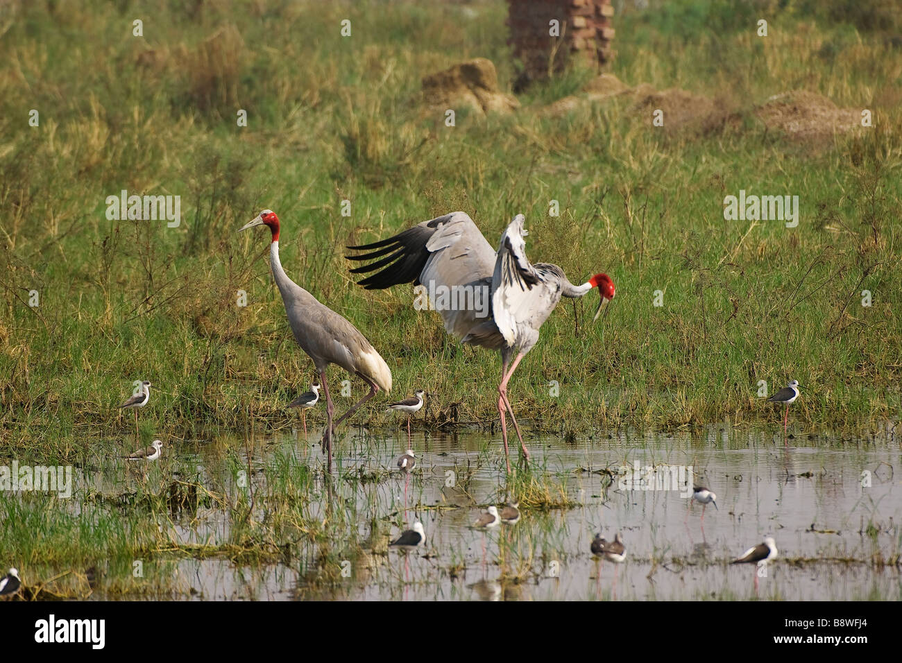 Sarus Crane, Inde Banque D'Images