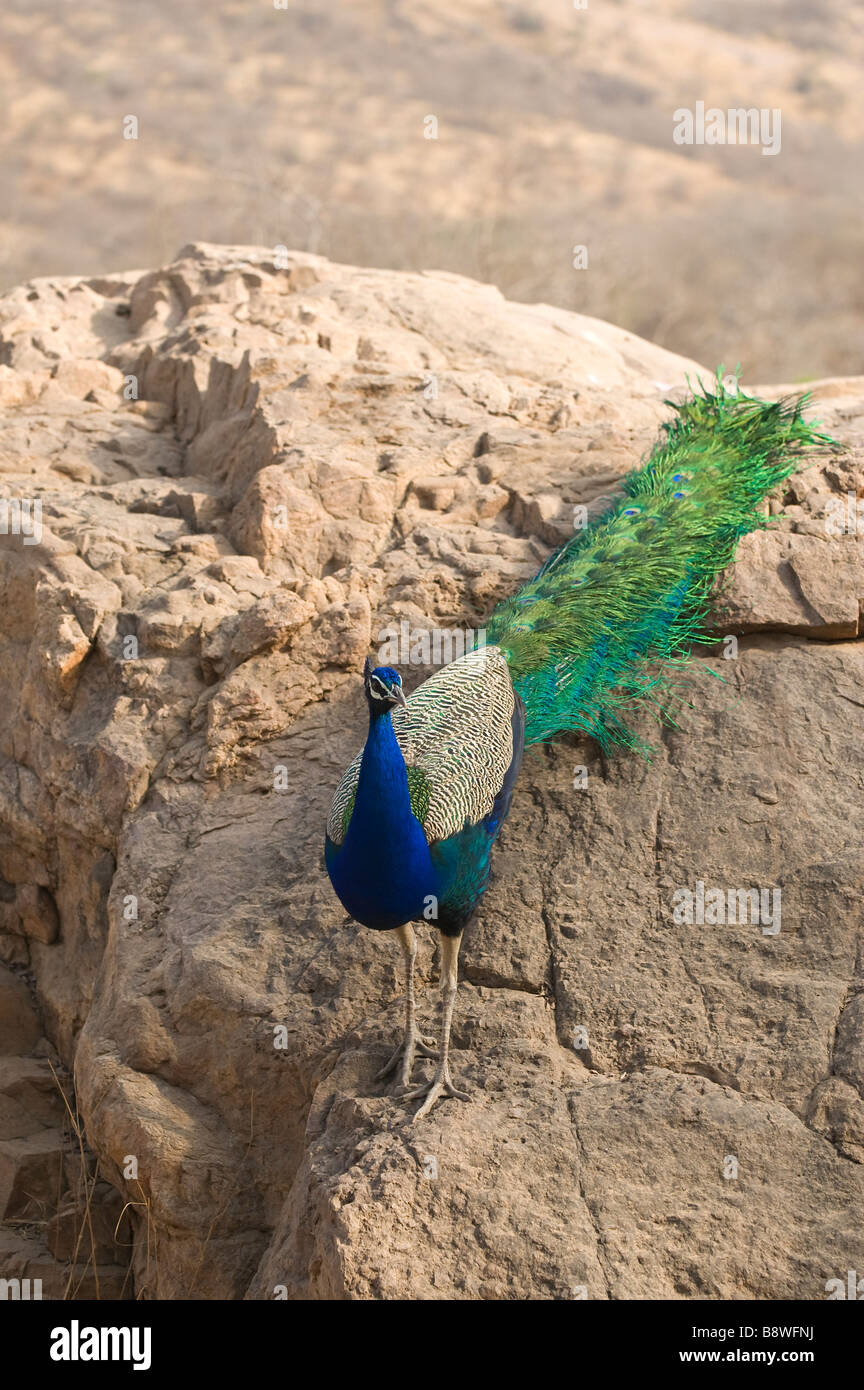 Peafowl indien Peacock, Inde Banque D'Images