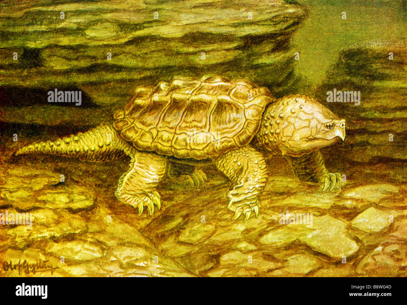 Tortue Alligator (Macrochelys temminckii) Banque D'Images