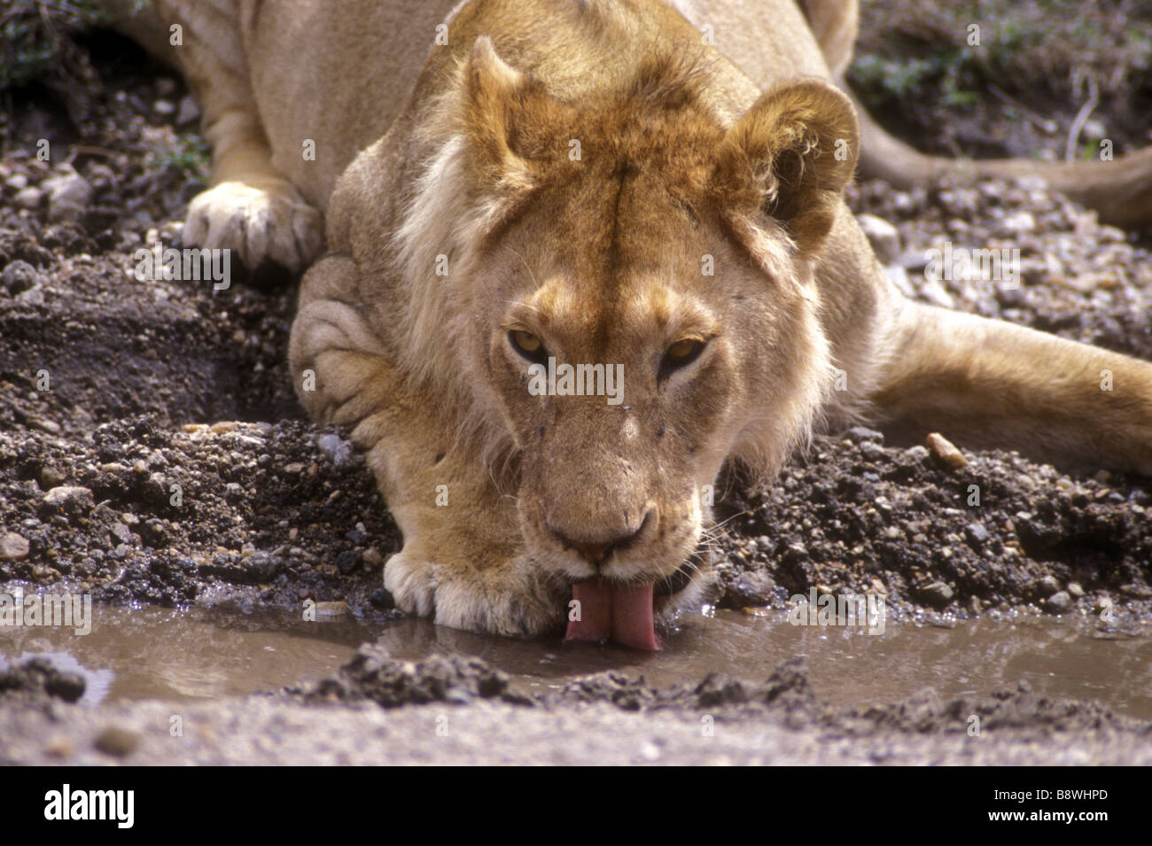 Young male lion à crinière commencer juste boire d'une piscine dans le Parc National du Serengeti Tanzanie Afrique de l'Est Banque D'Images