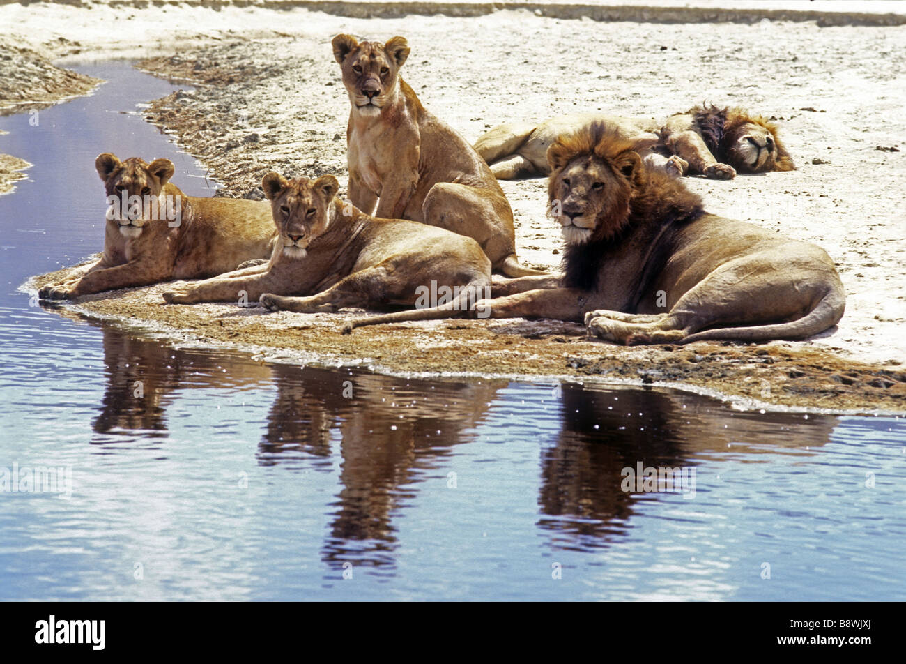 Trois lionnes et deux lions mâles matures se détendre au bord d'une piscine parmi les salines dans le cratère du Ngorongoro Tanzanie Afrique de l'Est Banque D'Images