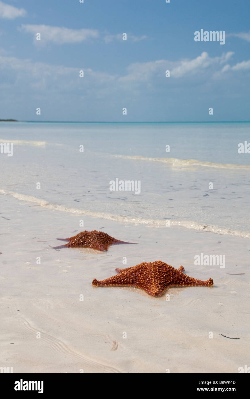 Seascape avec une étoile de mer Banque D'Images