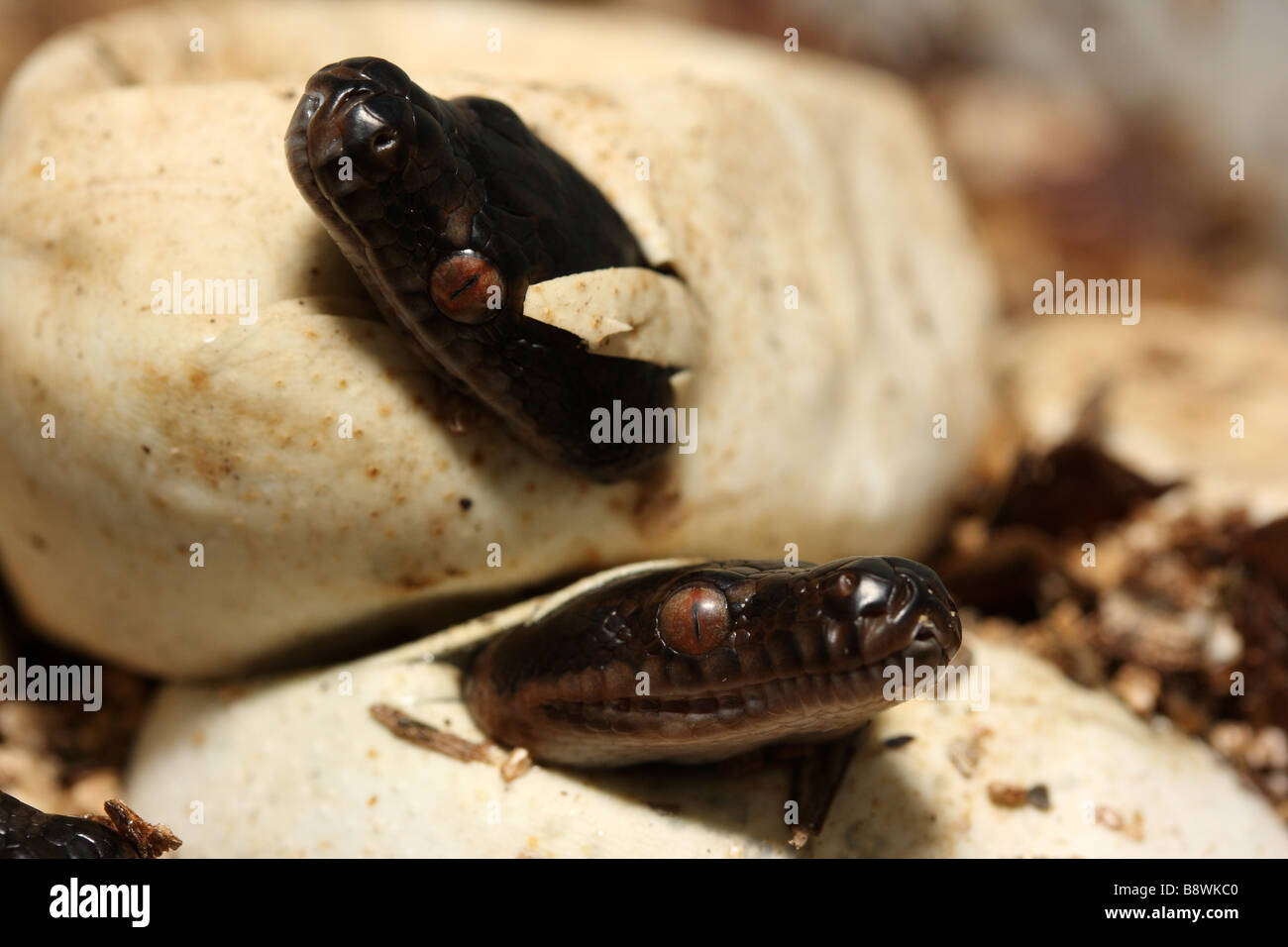 Des petits tapis Pythons australiens (Morelia spilota mcdowlii) Banque D'Images