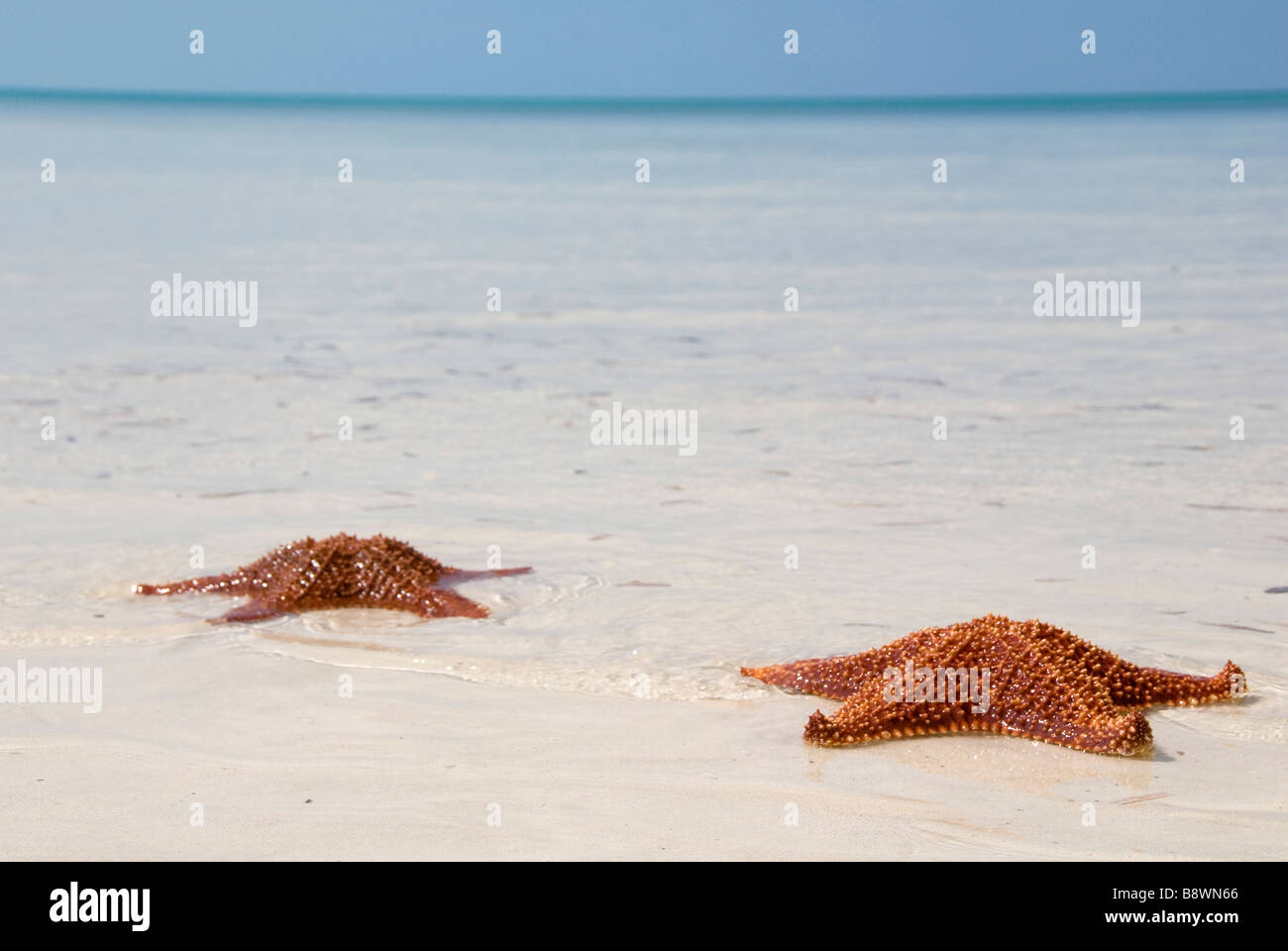 Seascape avec une étoile de mer Banque D'Images