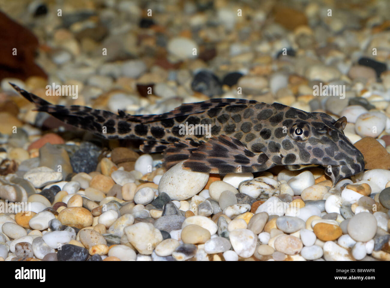 PTERYGOPLICHTYS GIBBICEPS, GIBBY, VOILE FIN PLECO Banque D'Images