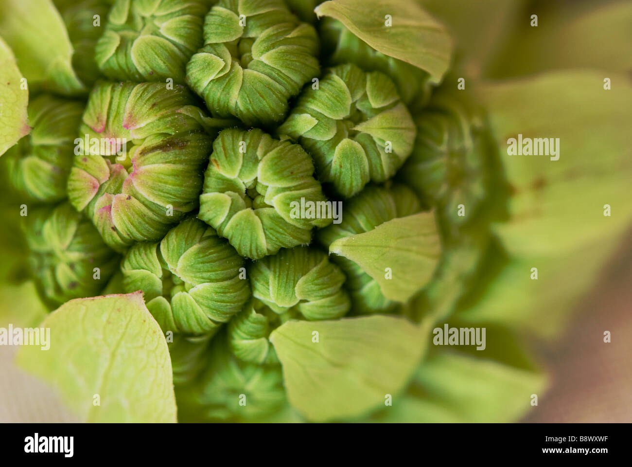 Détail d'une Macro Pétasite Petasites japonicus (Japonais) bourgeon ou scape. Banque D'Images