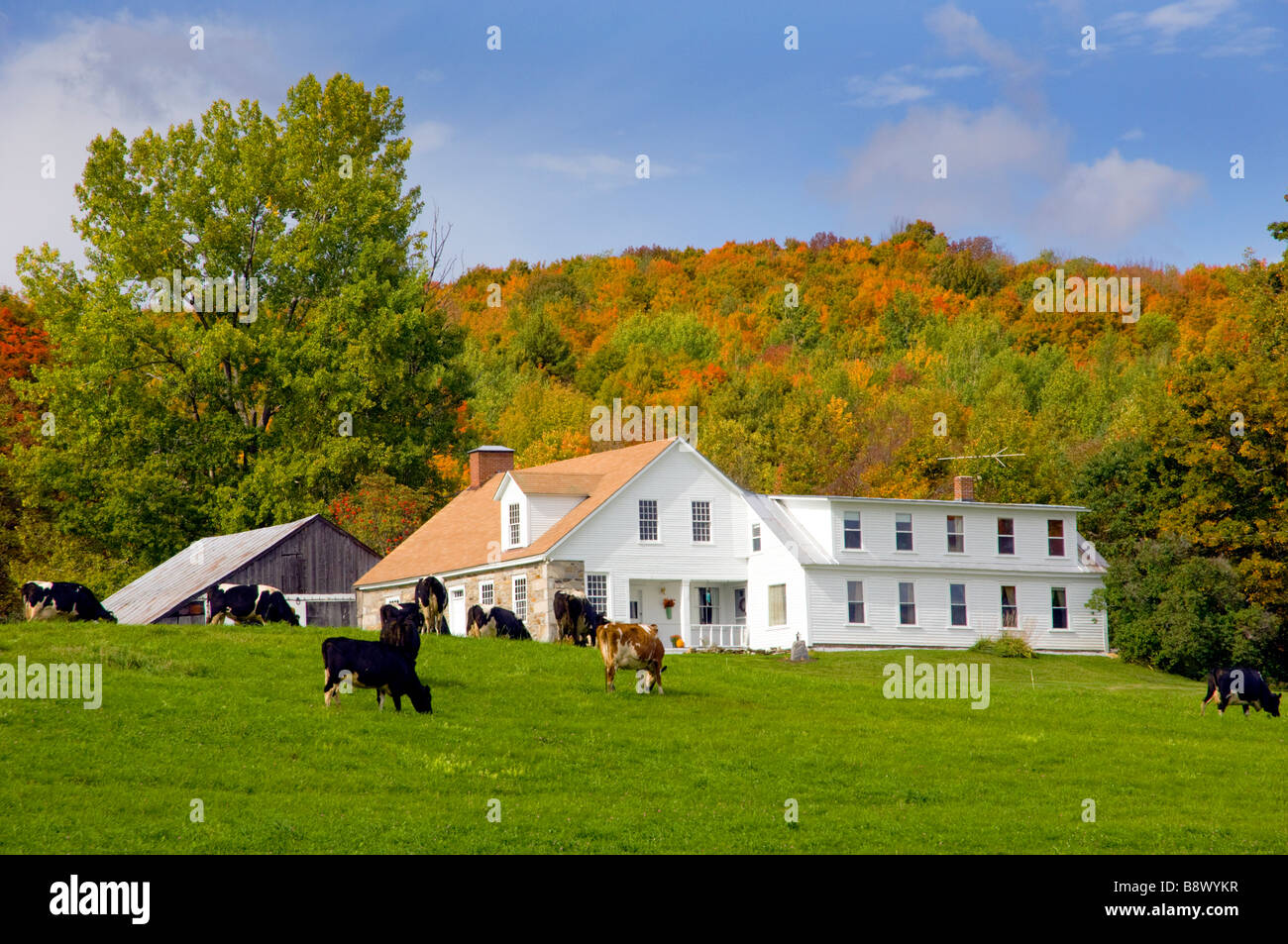 Les vaches qui paissent dans un pâturage avec dairy barns et feuillage d'automne couleur dans la colline près de Peacham, Vermont, USA, Amérique latine. Banque D'Images
