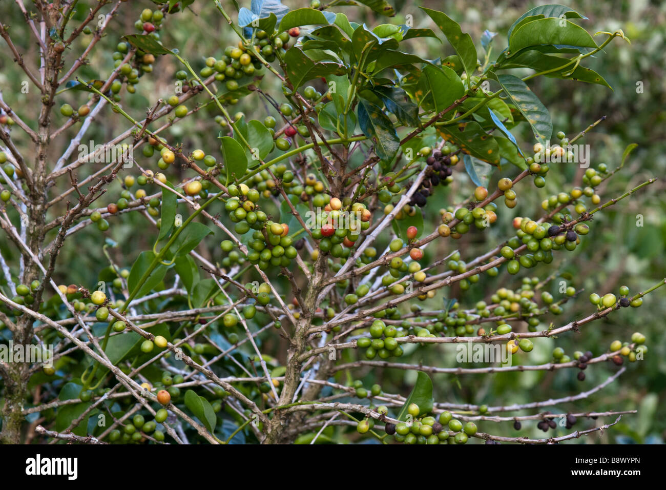 Les plantes de café avec des haricots. Boquete, province de Chiriqui, République du Panama Banque D'Images