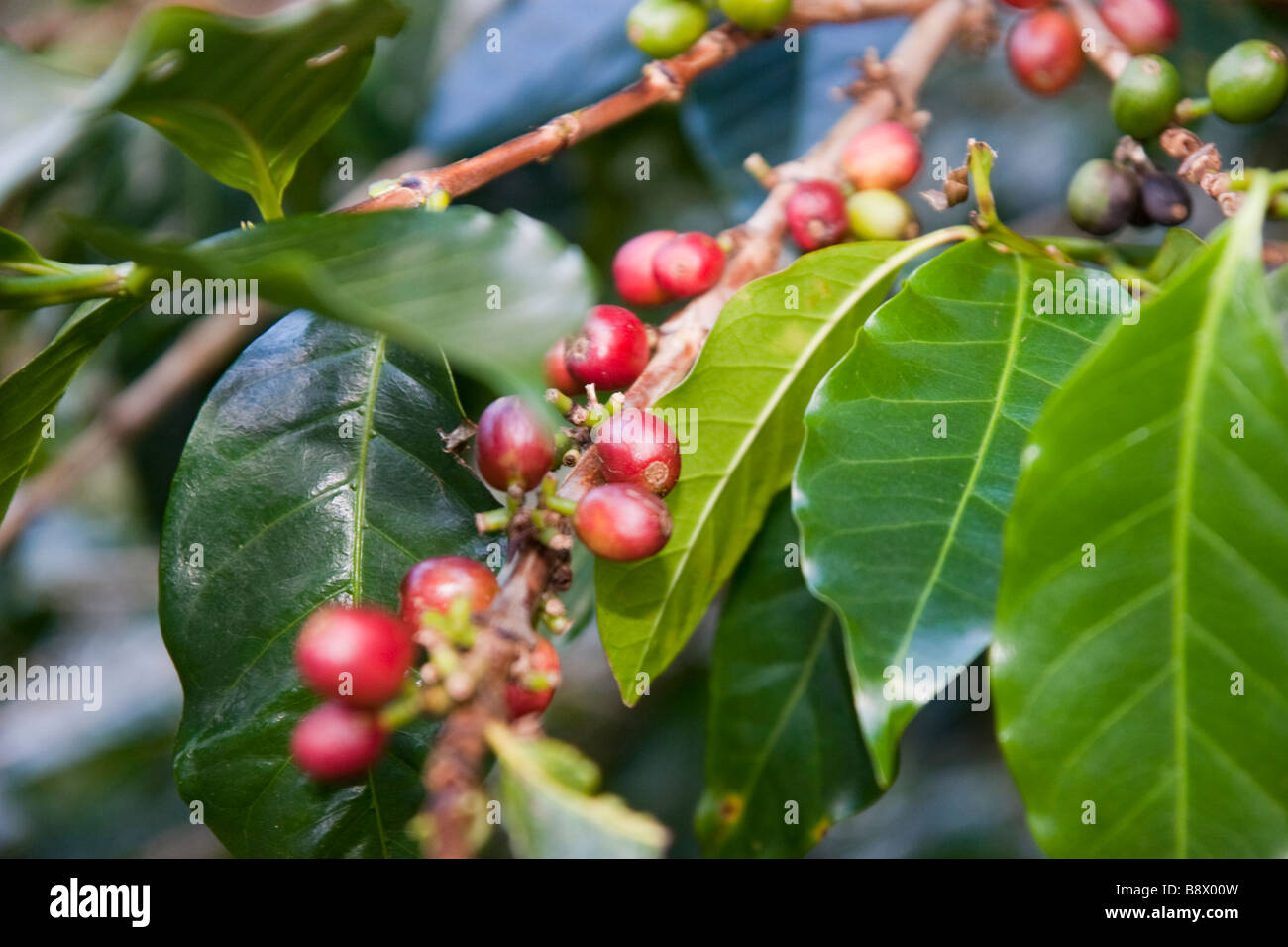 Les plantes de café avec des haricots. Boquete, province de Chiriqui, République du Panama Banque D'Images
