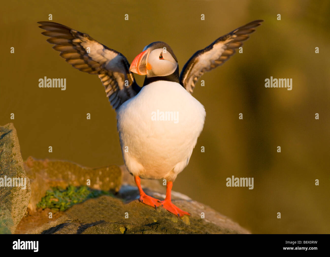 Macareux moine (Fratercula arctica) battre des ailes Banque D'Images