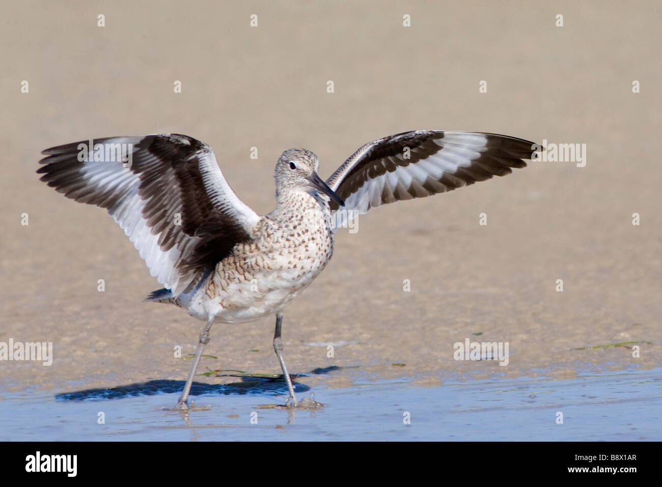 Le Chevalier semipalmé (Catoptrophorus semipalmatus) battre des ailes Banque D'Images