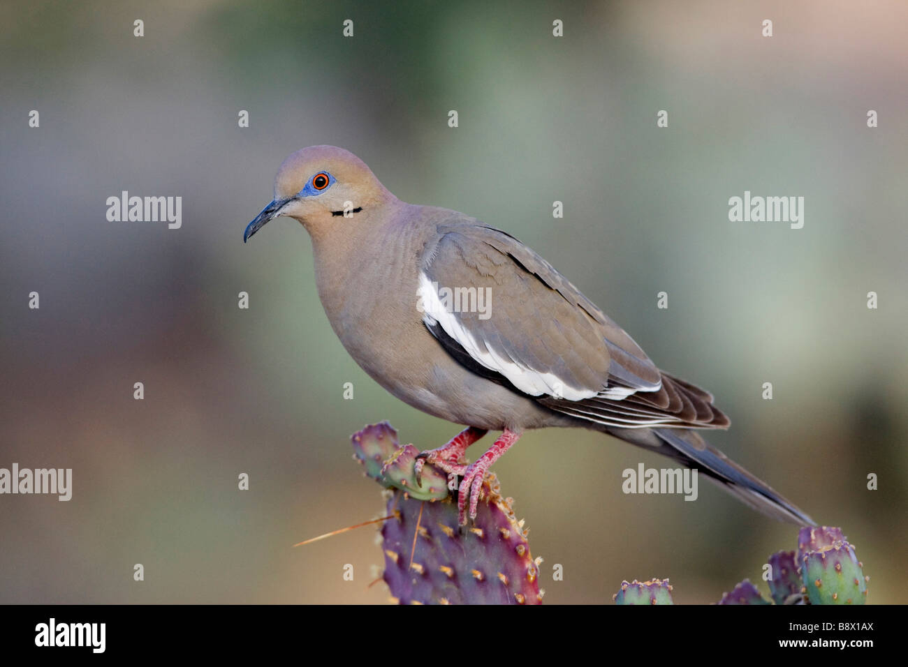 White-Winged (dove Zenaida asiatica) perché sur un cactus Banque D'Images